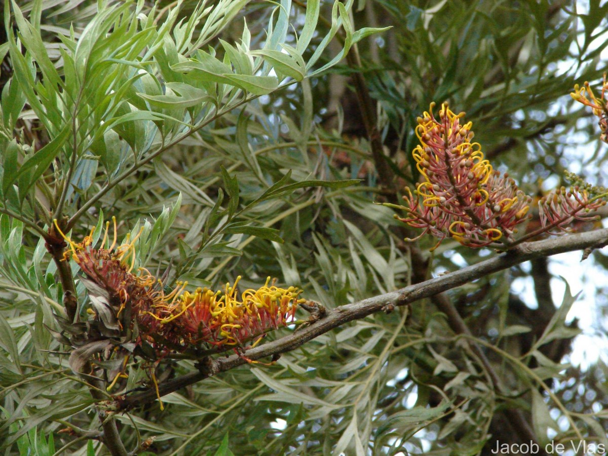 Grevillea robusta A.Cunn. ex R.Br.